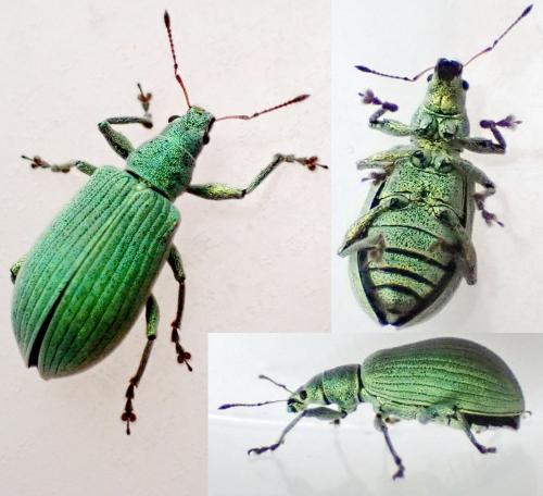 Polydrusus planifrons